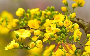 Hoa Tươi, Công Dụng Vai Trò Trong Cuộc Sống