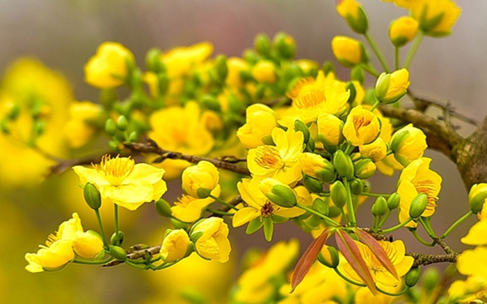 Hoa Tươi, Công Dụng Vai Trò Trong Cuộc Sống