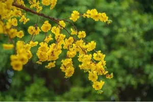 Hoa Tươi, Công Dụng Vai Trò Trong Cuộc Sống