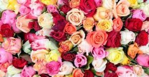 Hoa nhiều màu sắc